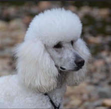 Poodle – Health Tested Top Pedigree Standard Poodle Stud