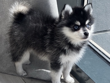 Pomsky - Exclusive Pomsky female  available for adoption in Дубай