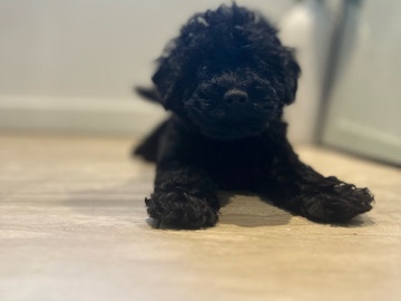 Goldendoodle – Puppies Goldendoodle – Miami