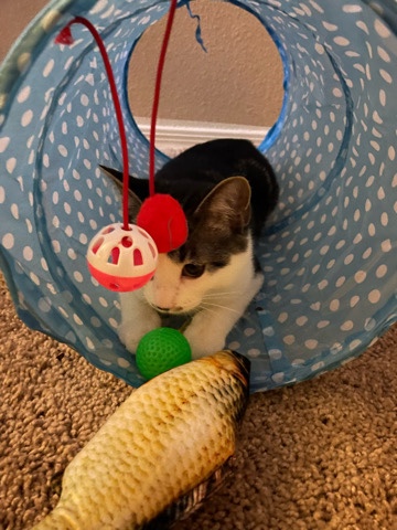 American Shorthair – Kitten for Sale