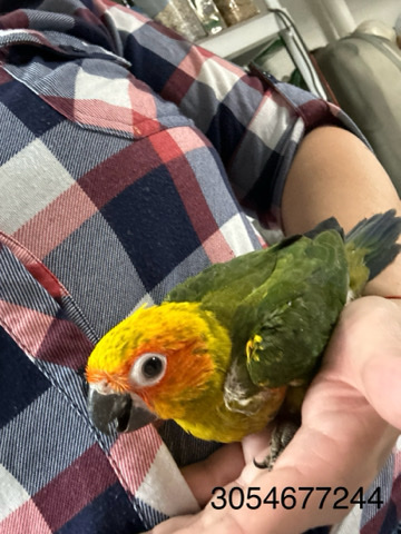 Conures – sun conure