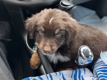 Australian Shepherd – New puppy Aussie – Vancouver