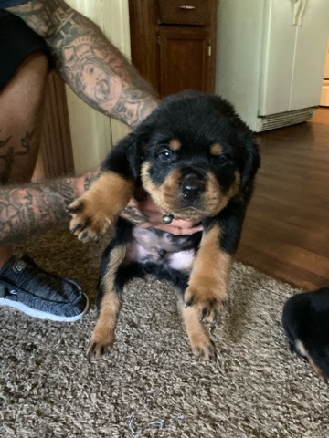 Rottweiler – Akc Rottweiler Puppies