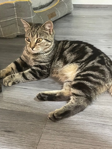 American Shorthair – Free adult cat and kitten