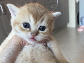 British Shorthair – SOLD golden British shorthair Ny11 male – Abu Dhabi