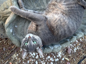 Elegant, Independent Gray Beauty – Bodfish