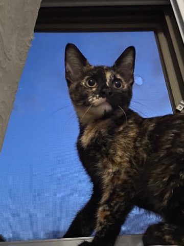 female tortoiseshell kitten