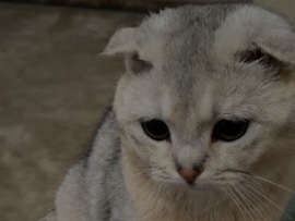 Scottish Fold – سكوتش بيور ذكر – خميس مشيط