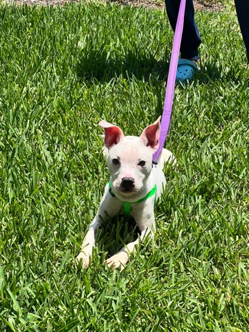 American Pit Bull Terrier – selling Pitbull female white