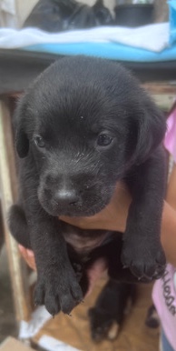Doberman Pinscher – puppies for sale
