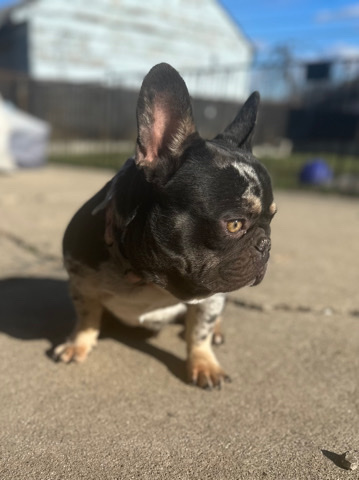 French Bulldog – adult proven French bulldog male cocoa Merle