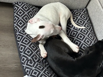 Labrador Retriever – Lab Puppy(White)