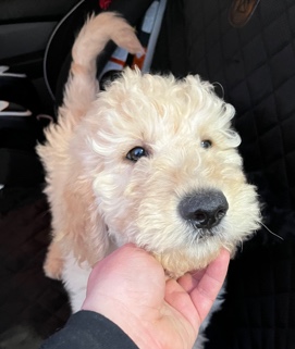 Poodle – Goldendoodle puppy