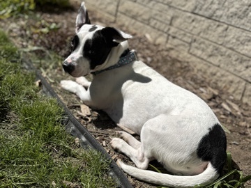 Dog Available for Rehoming in West Bend – West Bend