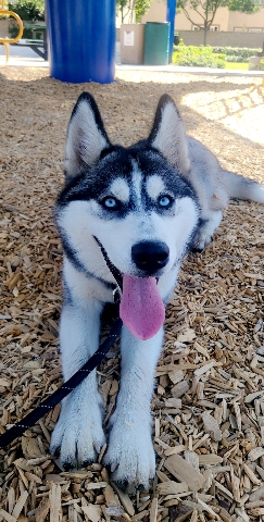 Siberian Husky – siberian husky Azul