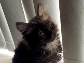 Nebelung – beautiful Nebelung kittens – Leeds
