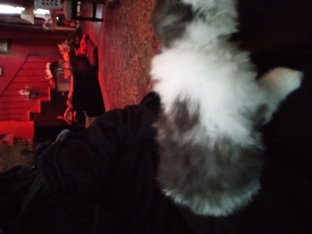 Dwarf cat – Kittens 4 Sale