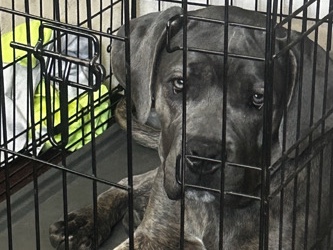 Cane Corso – Cane Carso – Los Angeles