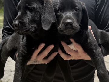Labrador Retriever – Black Lab Puppies – Bell