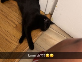 American Shorthair – black kitten looking for a loving home – Chicago