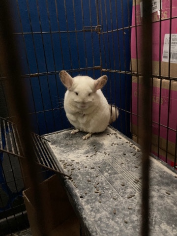 chinchilla – chinchilla