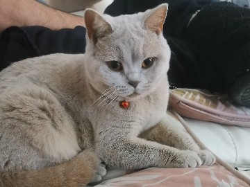 British Shorthair - British Shorthair  available for adoption in London