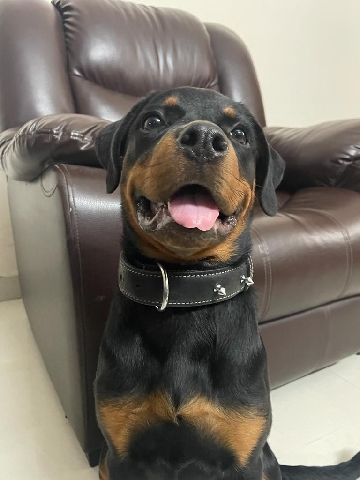 Rottweiler – Rottweiler for sale