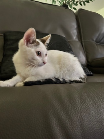 Rehome