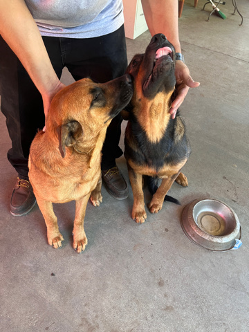 mixed-breed of belgium malinois & rottweiler