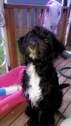 Border Collie – Border collie/labradoodle