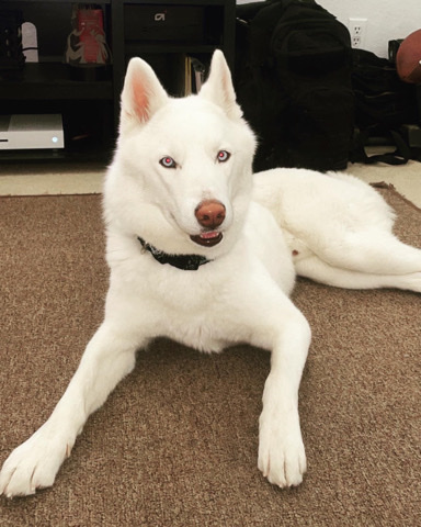 Siberian Husky – Husky