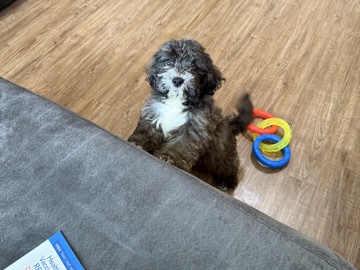 Maltese – maltipoo puppy – Florence-Graham
