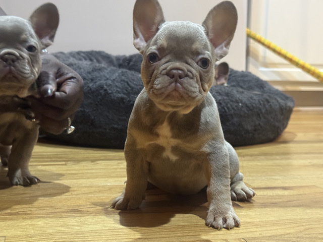 French Bulldog – French bulldog – Fayetteville