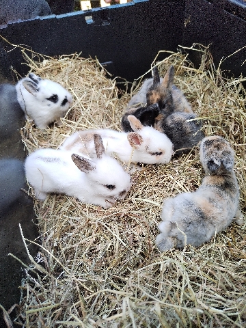 Lionhead – 5 Beautiful Lionhead Cross Rex baby's