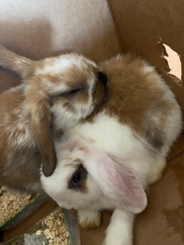 Holland Lop – 12 week old holland lop bunny’s