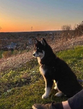 Siberian Husky – husky