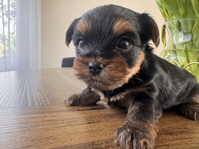 Yorkshire Terrier – Yorksire terrier – King's Lynn