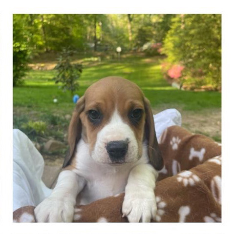 Beagle – Little Beagle