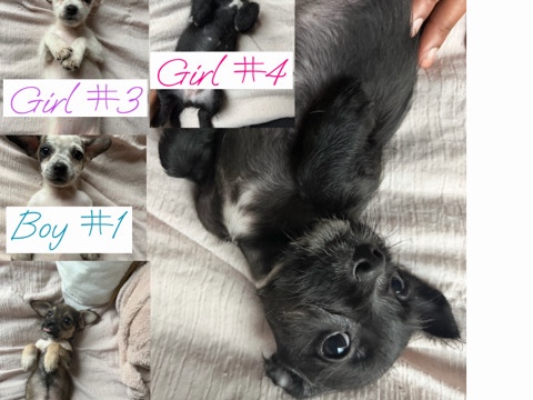 Jack Russell Terrier – Jack, chi puppies – San Antonio