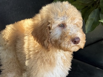 Goldendoodle – Doodles available – Sacramento
