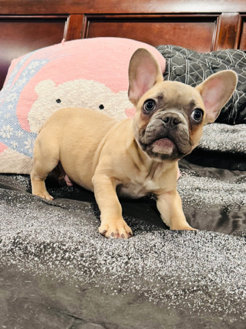 French Bulldog – Frenchie male