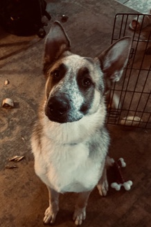 German Shepherd – Axle the Amazing