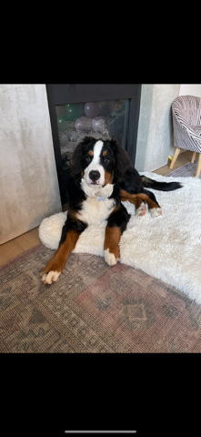 19month old Bernese mountain dog