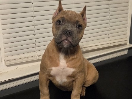 American Bulldog – Pocket American Bully – Monroe Township