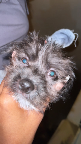 Two Year Old affenpinscher / Chihuahua Mixed Male 