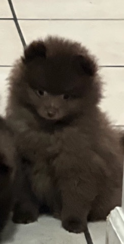 Pomeranian – unavailible