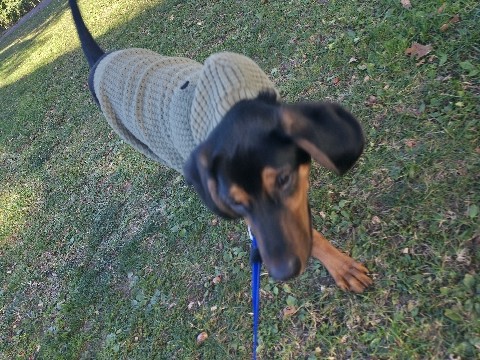 Black and Tan Coonhound – Coonhound black and tan – Watertown