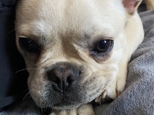 French Bulldog – French bulldog puppy – Tilbury