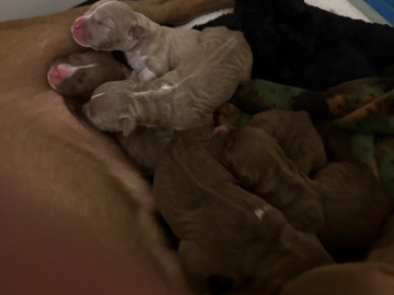 American Pit Bull Terrier – pit bull puppies – Detroit