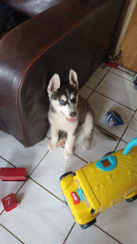 husky sibiriano